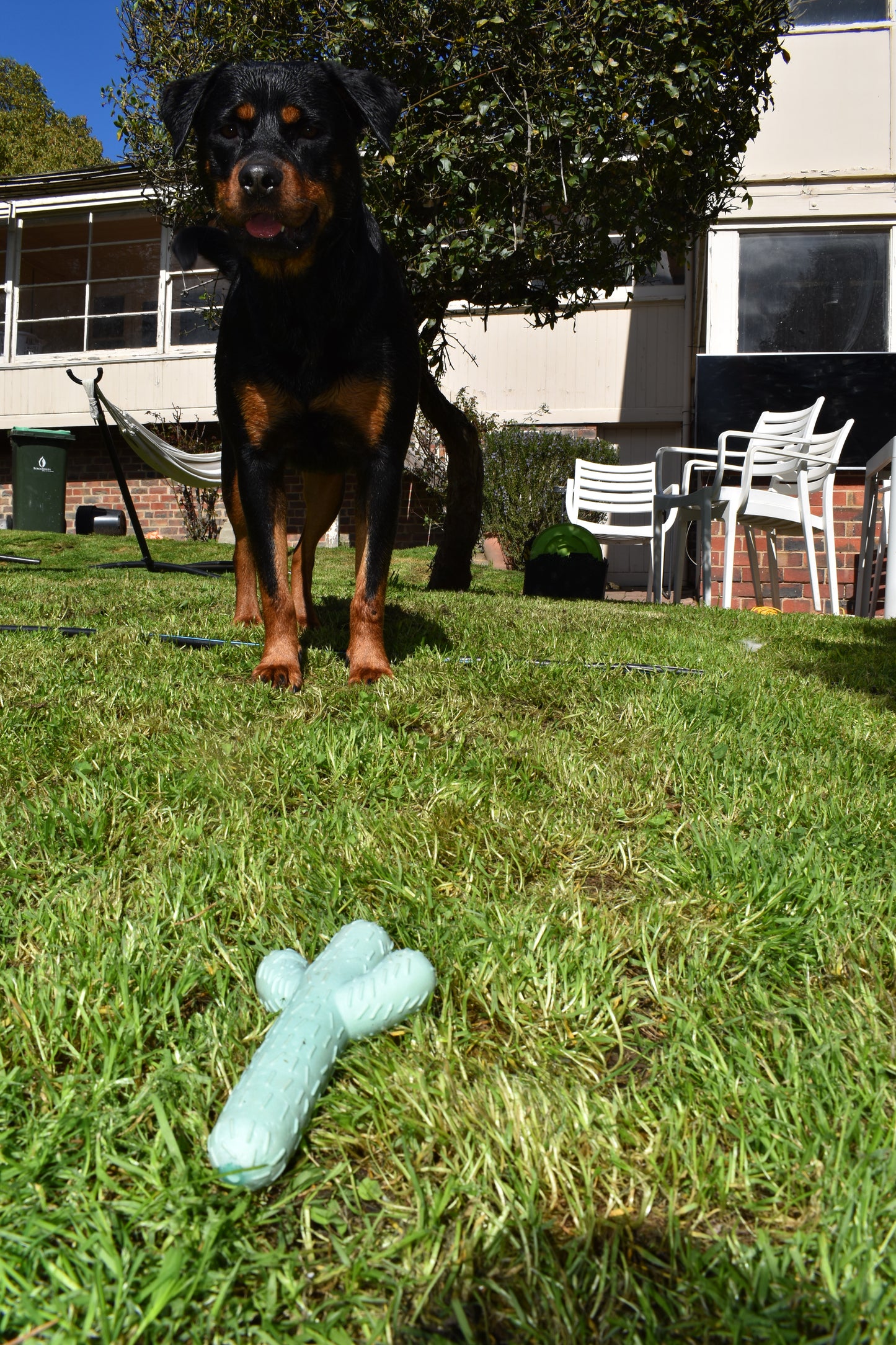 Cactus Chew Toy - Lowe + Ko.