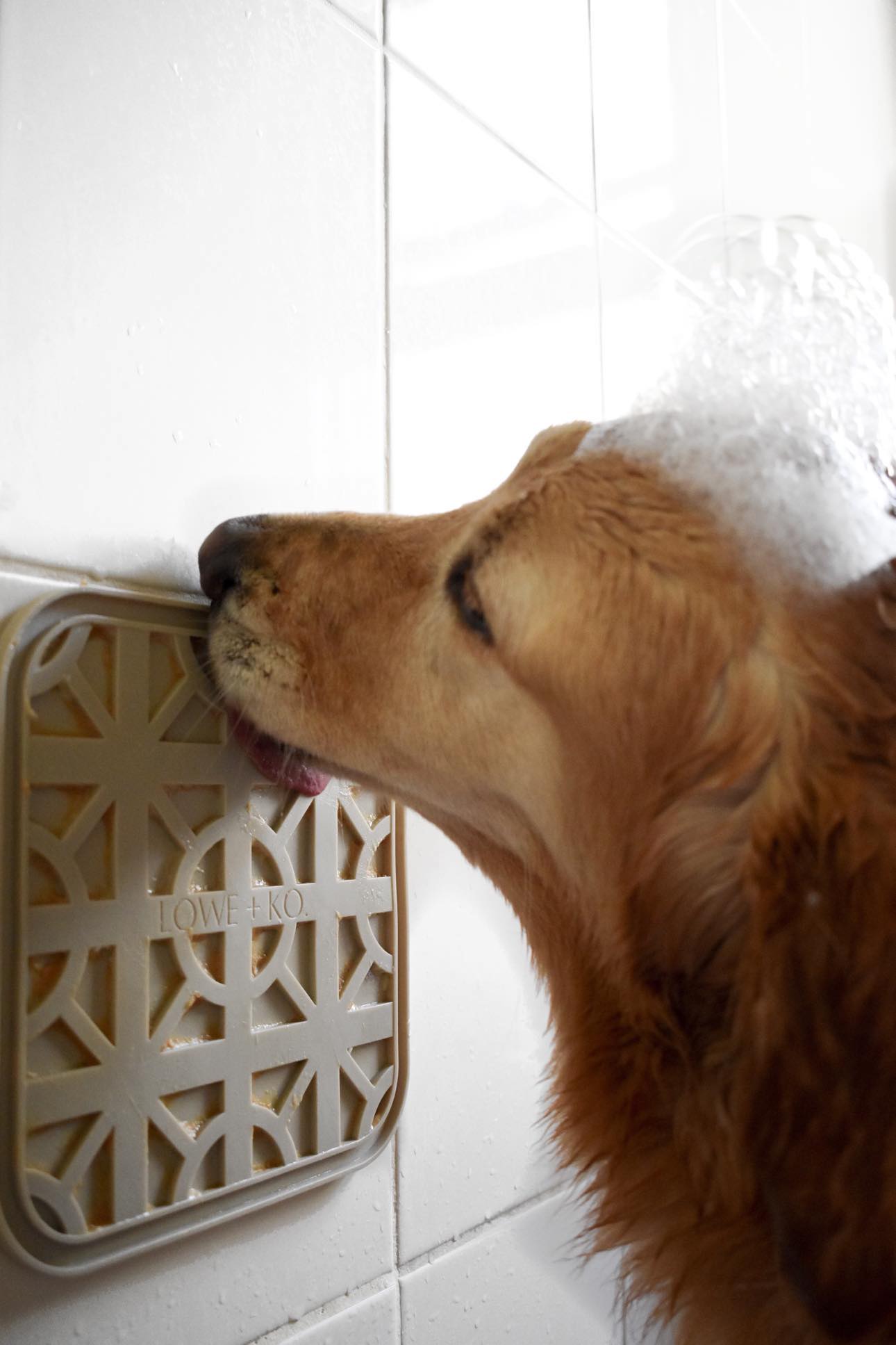 The Gingerbread Bundle | LIMITED TIME ONLY