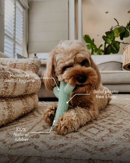Cactus Chew Toy Bundle