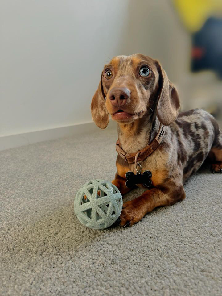 Archie & His Owner