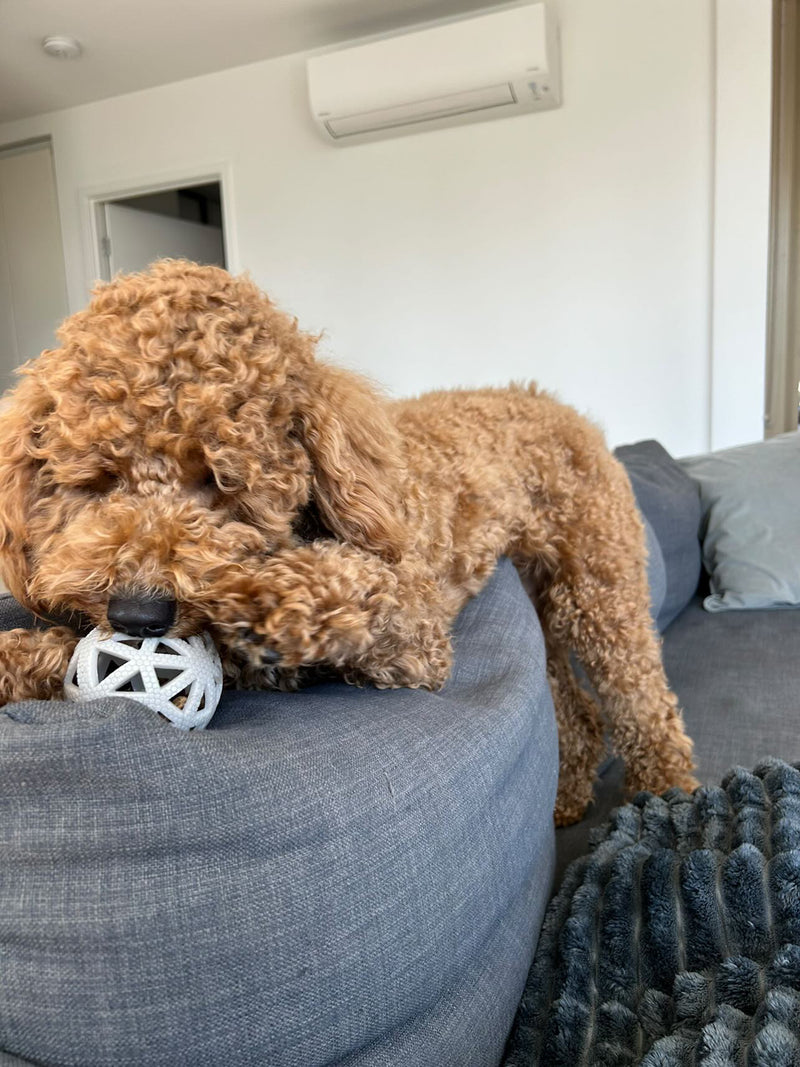 Charlie & His Owner