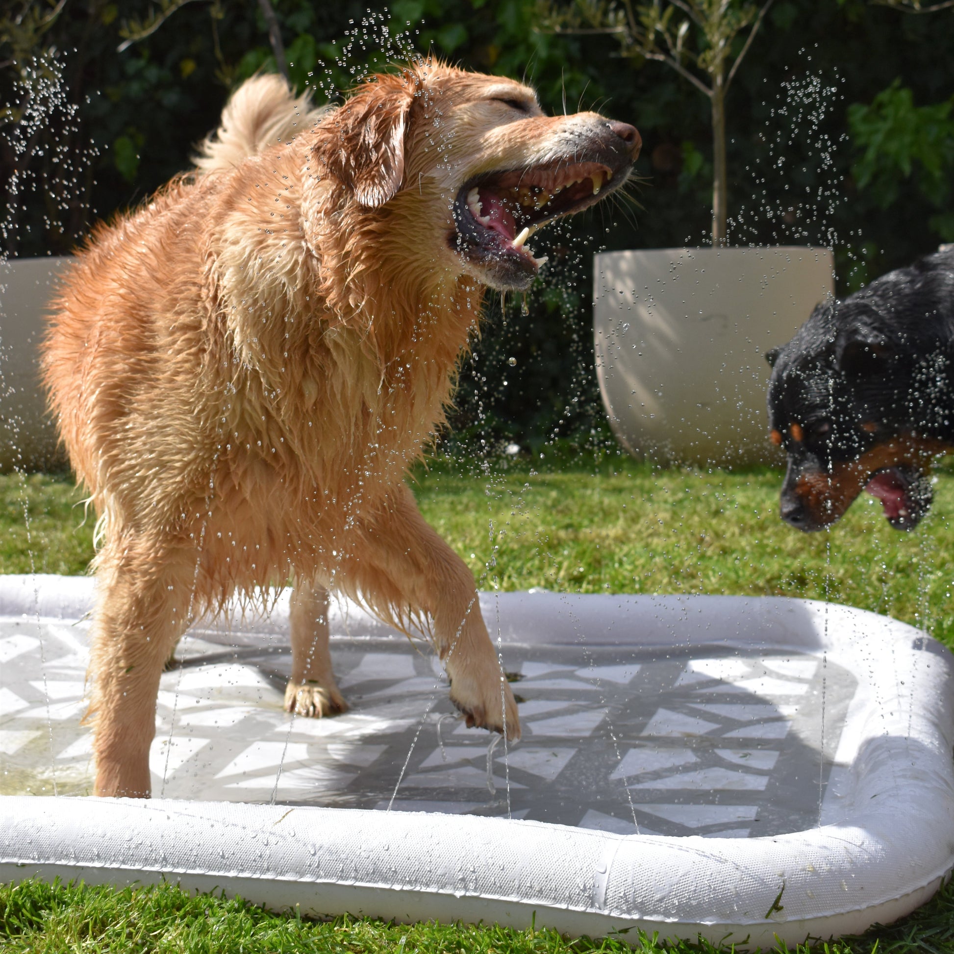 Splash Pool - Lowe + Ko.