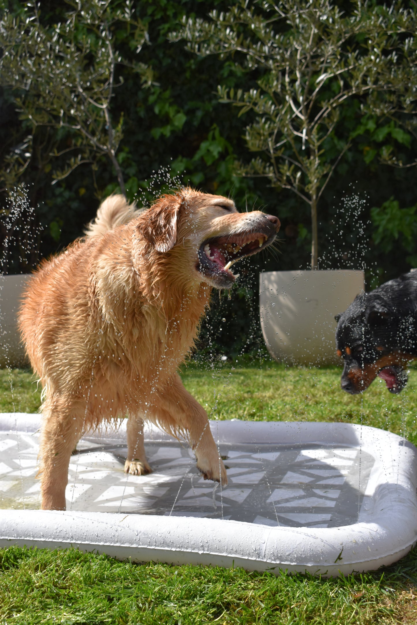 Splash Pool
