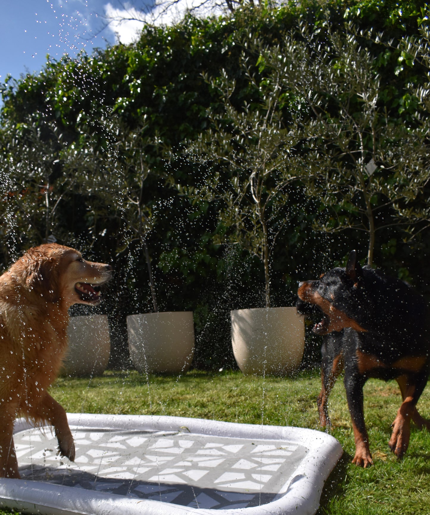 Splash Pool