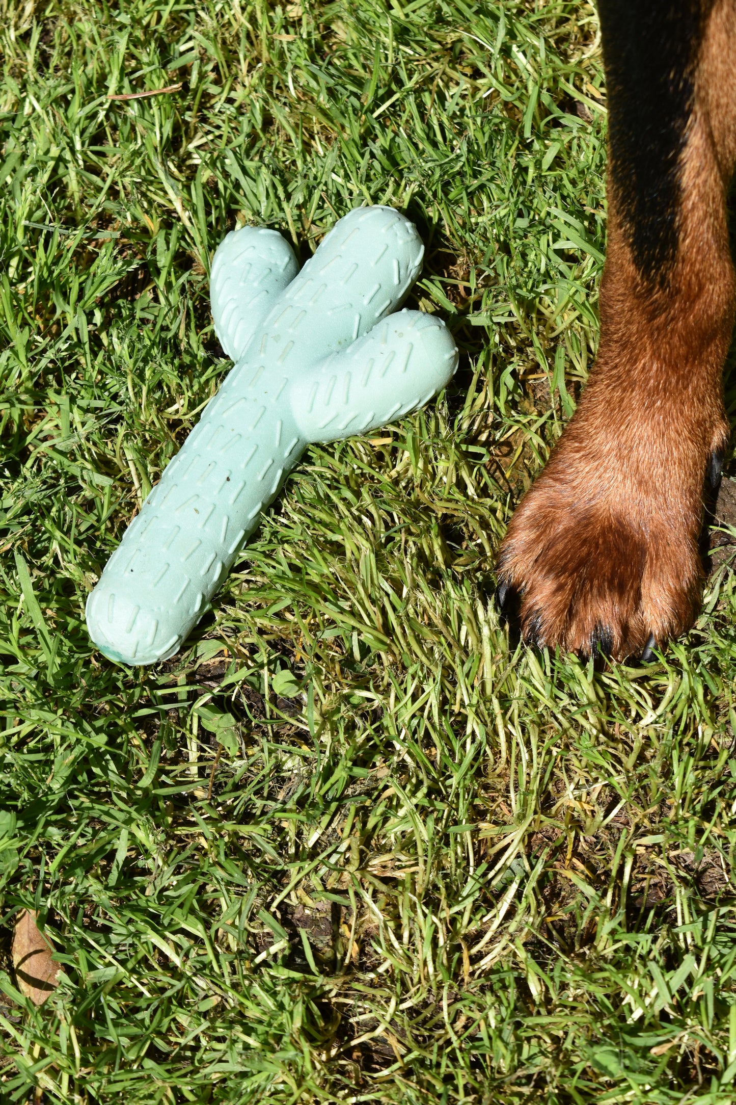 Cactus Chew Toy Bundle