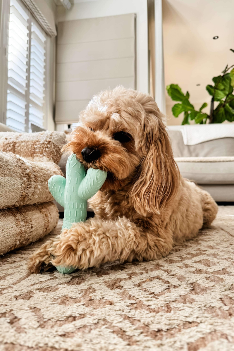 Oscar & His Owners
