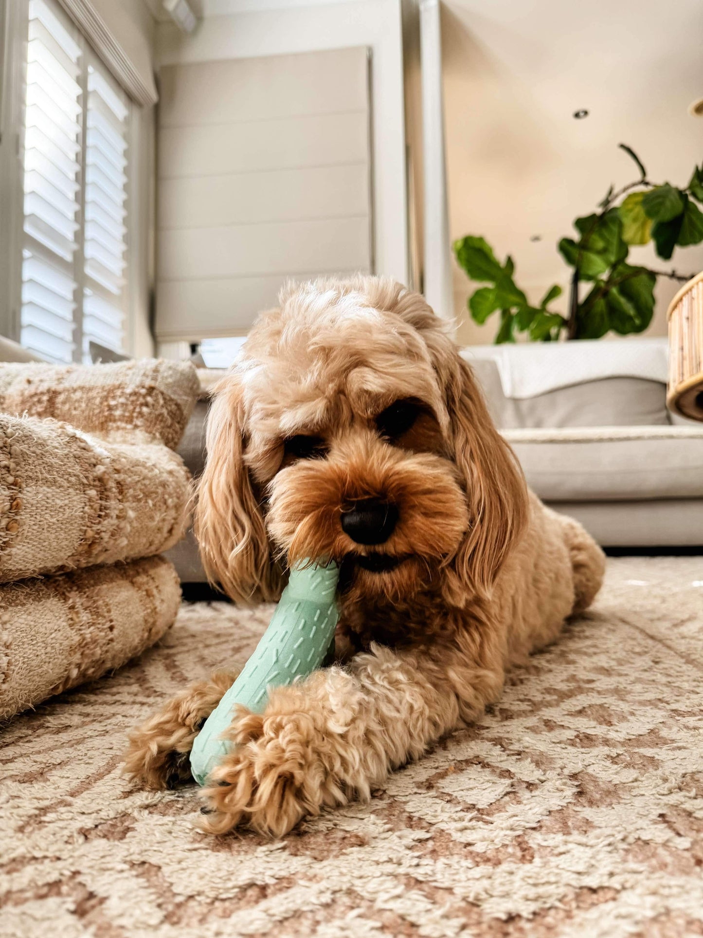 Cactus Chew Toy Bundle