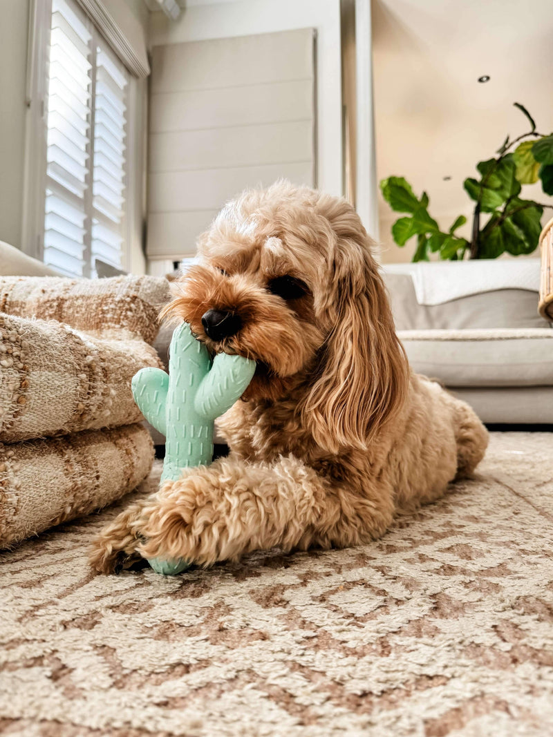 Cactus Chew Toy Bundle - Lowe + Ko.