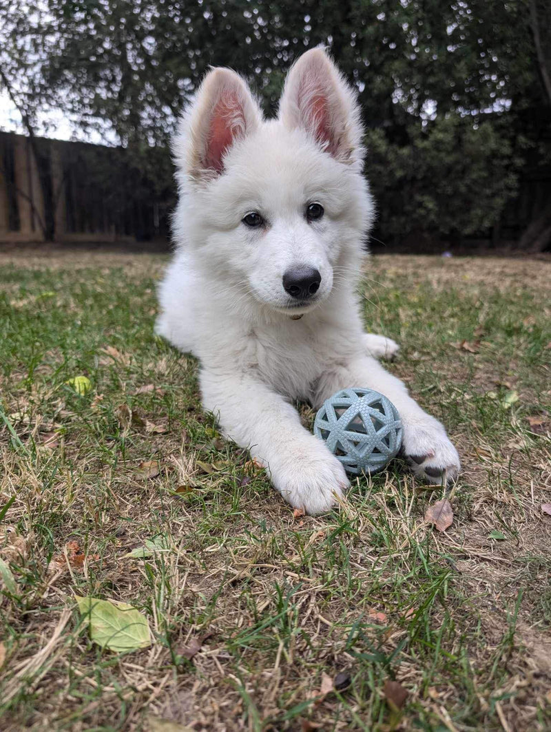 Bodhi & His Owner