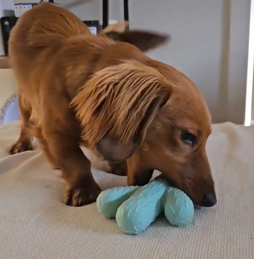 Cactus Chew Toy Bundle - Lowe + Ko.